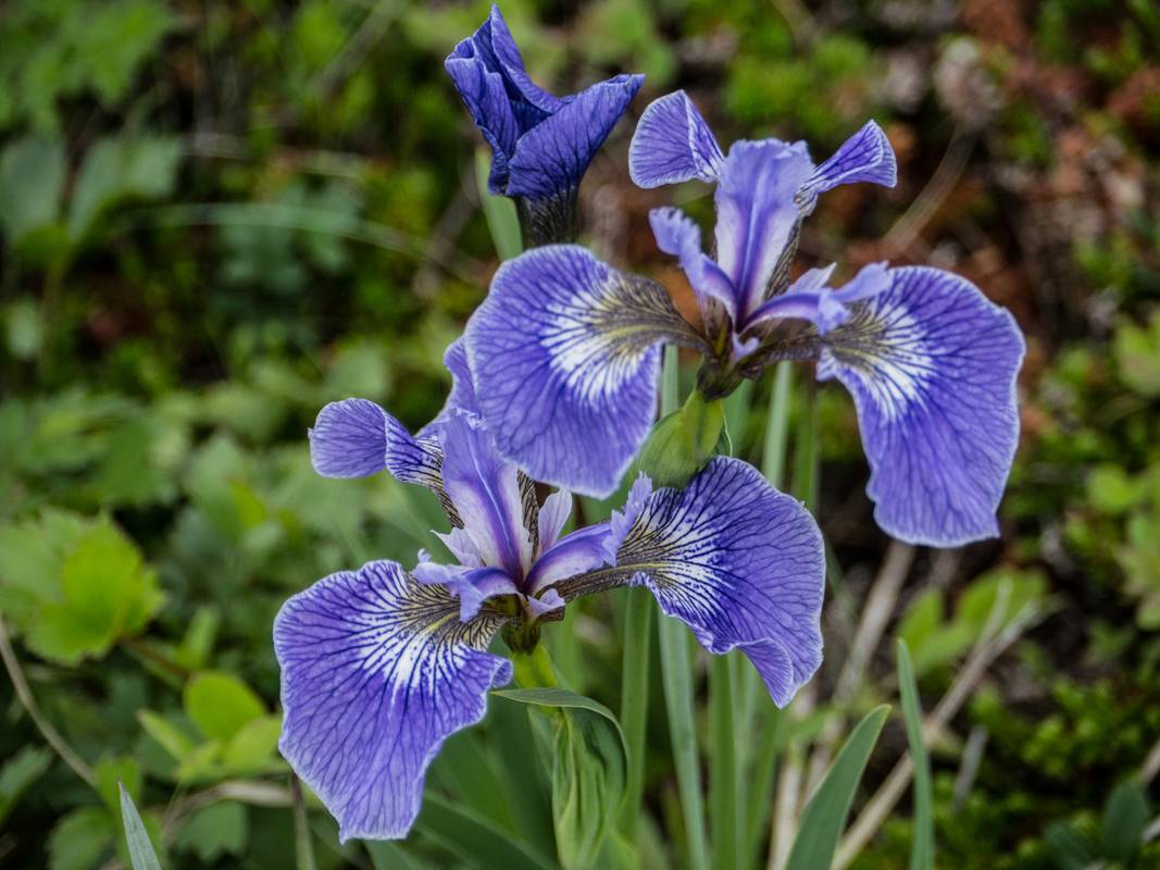 Indigenous iris.<br />July 9, 2012 - L'Anse aux Meadows National Historic Site, Newfoundland, Canada.