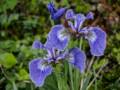 Indigenous iris.<br />July 9, 2012 - L'Anse aux Meadows National Historic Site, Newfoundland, Canada.