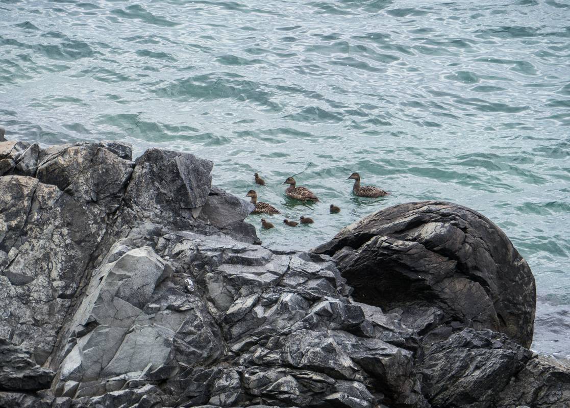Eiders.<br />July 9, 2012 - L'Anse aux Meadows National Historic Site, Newfoundland, Canada.