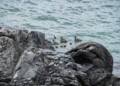 Eiders.<br />July 9, 2012 - L'Anse aux Meadows National Historic Site, Newfoundland, Canada.