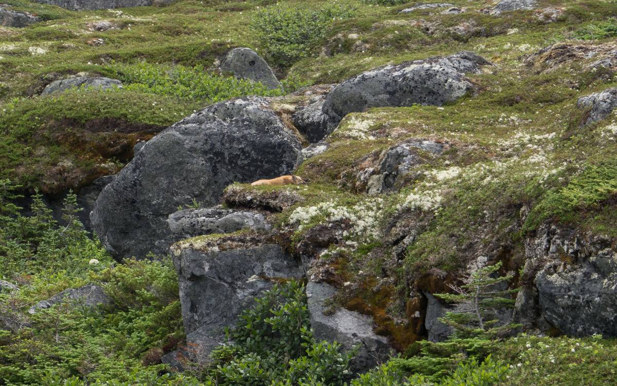A fox lounging near the visitors center.<br />July 9, 2012 - L'Anse aux Meadows National Historic Site, Newfoundland, Canada.