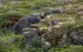 A fox lounging near the visitors center.<br />July 9, 2012 - L'Anse aux Meadows National Historic Site, Newfoundland, Canada.
