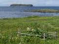 Rhubarb garden and Little Sacred Island in back.<br />July 9, 2012 - Norstead Viking Village, L'Anse aux Meadows, Newfoundland, Canada.