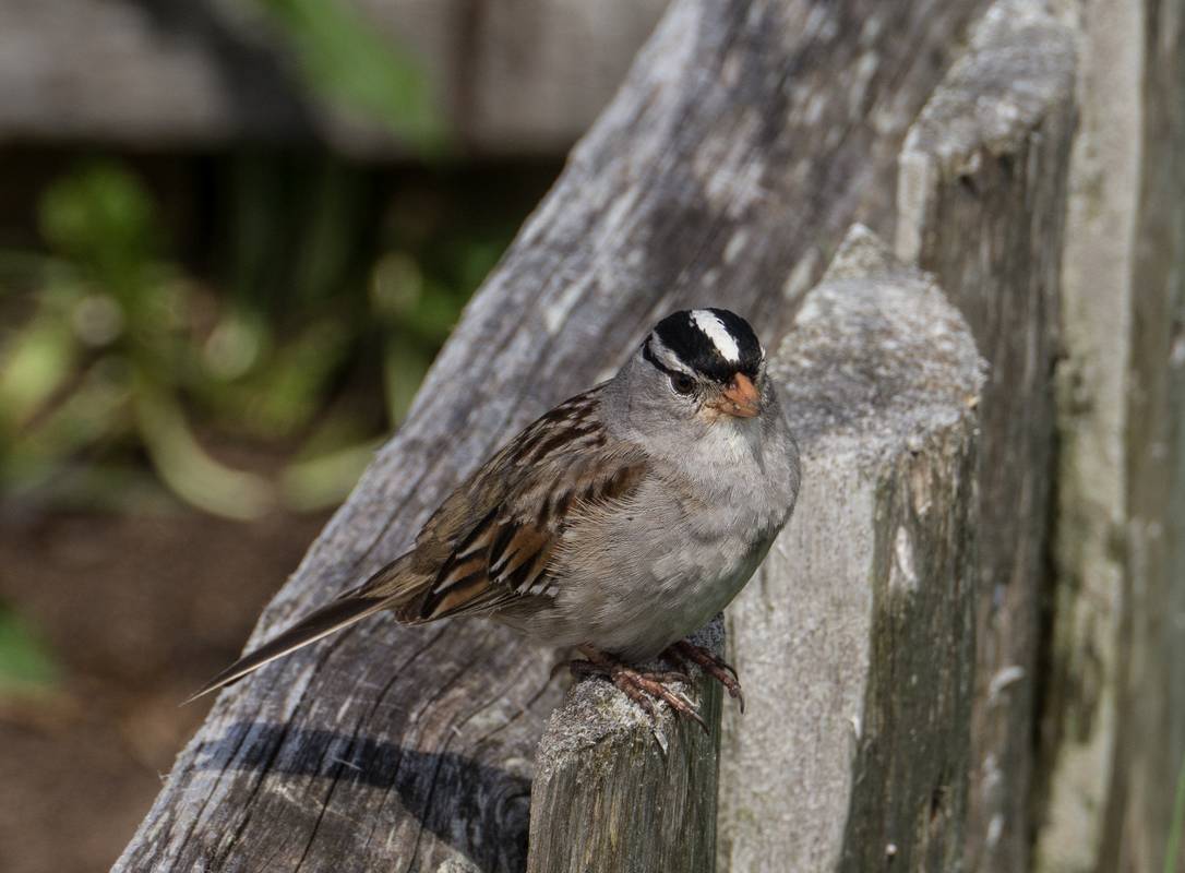 A local bird that deighned to pose.<br />July 9, 2012 - Norstead Viking Village, L'Anse aux Meadows, Newfoundland, Canada.