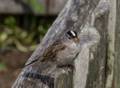 A local bird that deighned to pose.<br />July 9, 2012 - Norstead Viking Village, L'Anse aux Meadows, Newfoundland, Canada.