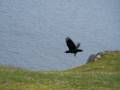 Crow atop hill behing village.<br />July 9, 2012 - Norstead Viking Village, L'Anse aux Meadows, Newfoundland, Canada.