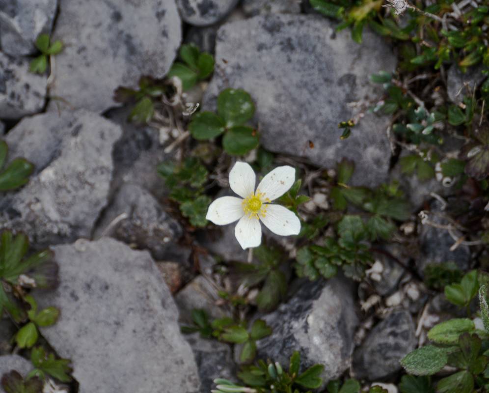 July 11, 2012 - Burnt Cape Ecological Reserve, Newfoundland, Canada.