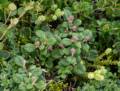 July 11, 2012 - Burnt Cape Ecological Reserve, Newfoundland, Canada.