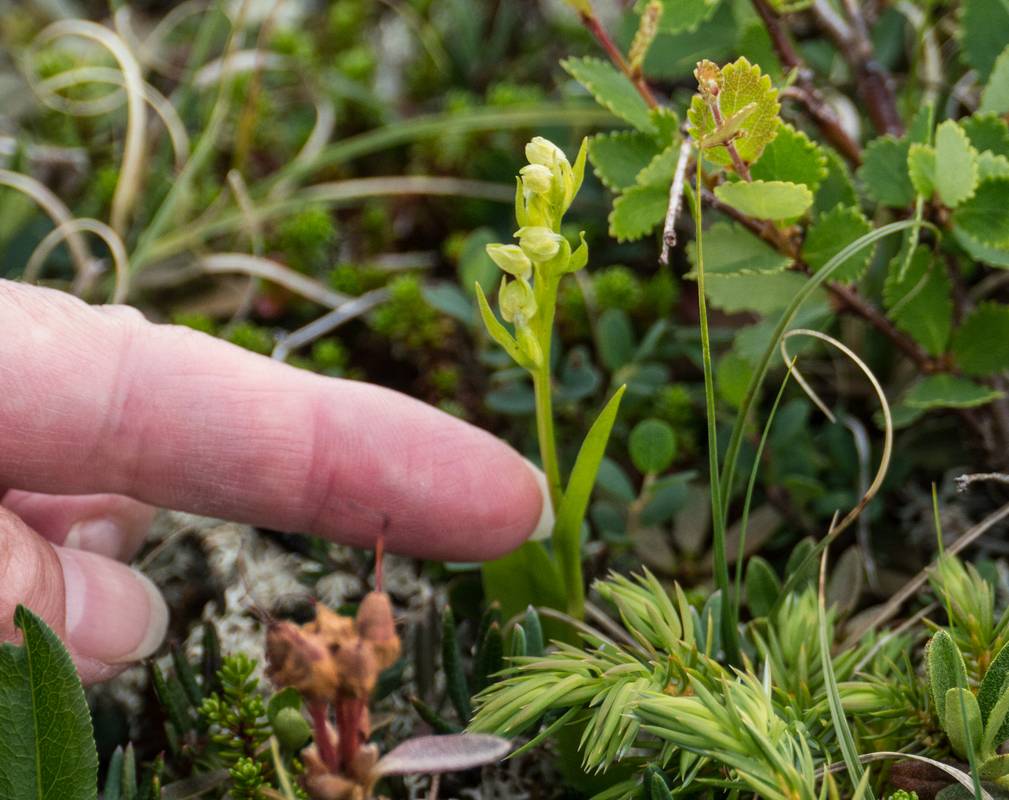 July 11, 2012 - Burnt Cape Ecological Reserve, Newfoundland, Canada.
