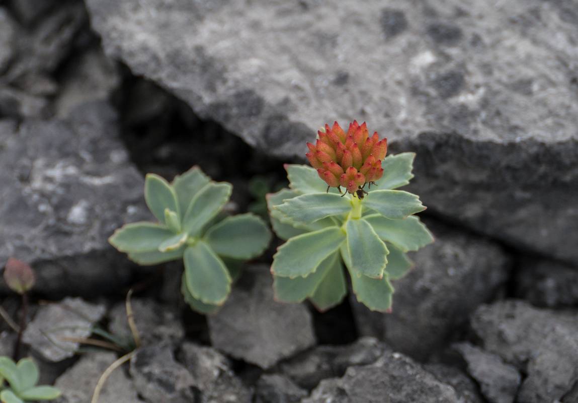 July 11, 2012 - Burnt Cape Ecological Reserve, Newfoundland, Canada.
