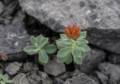 July 11, 2012 - Burnt Cape Ecological Reserve, Newfoundland, Canada.