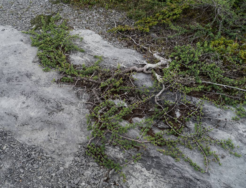July 11, 2012 - Burnt Cape Ecological Reserve, Newfoundland, Canada.