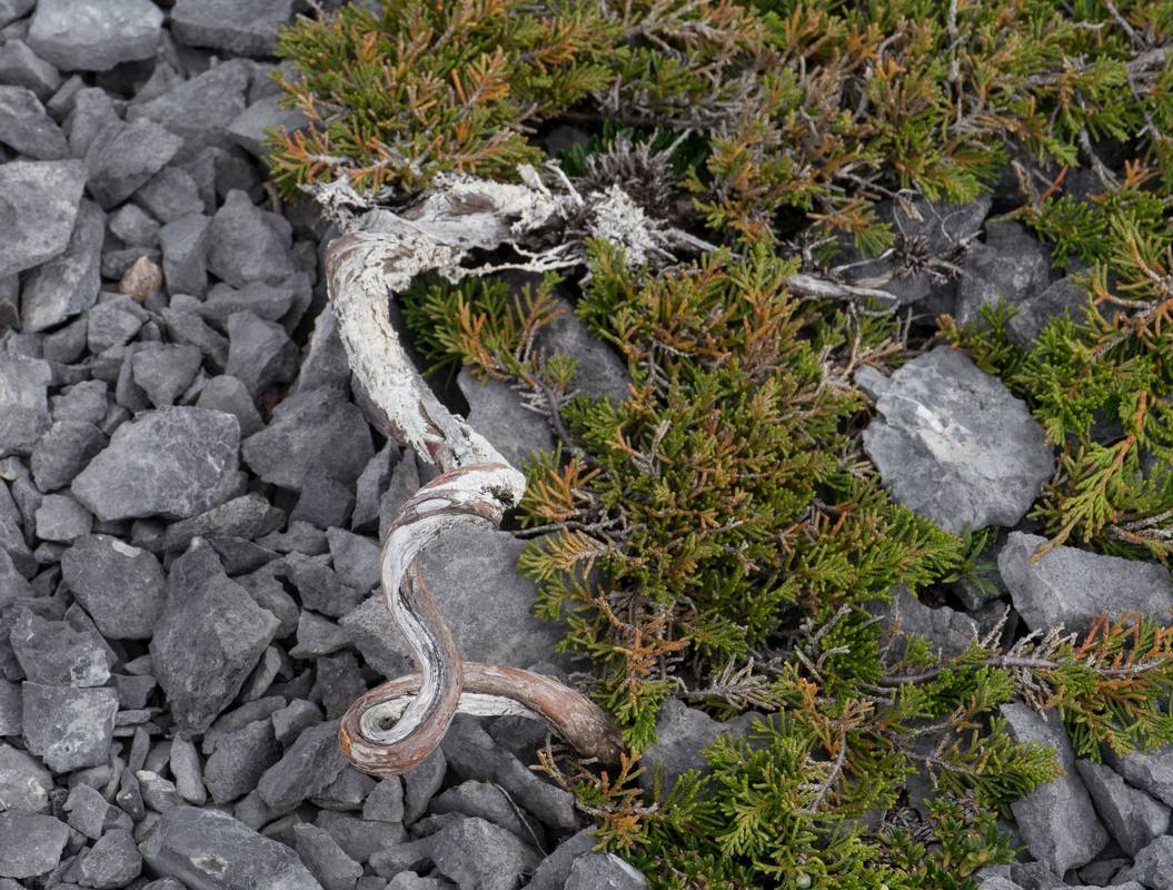 July 11, 2012 - Burnt Cape Ecological Reserve, Newfoundland, Canada.
