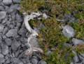 July 11, 2012 - Burnt Cape Ecological Reserve, Newfoundland, Canada.