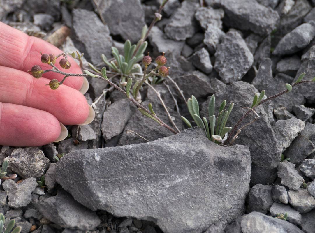 July 11, 2012 - Burnt Cape Ecological Reserve, Newfoundland, Canada.