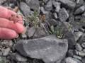 July 11, 2012 - Burnt Cape Ecological Reserve, Newfoundland, Canada.