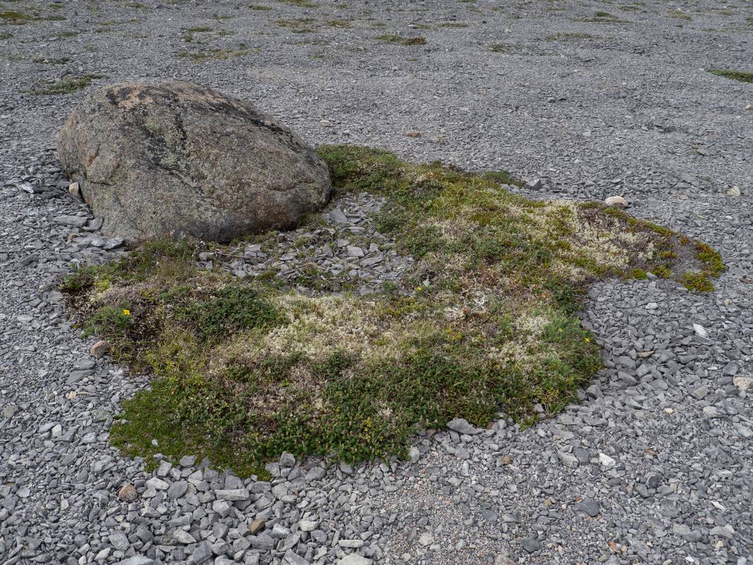 July 11, 2012 - Burnt Cape Ecological Reserve, Newfoundland, Canada.