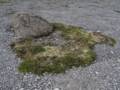 July 11, 2012 - Burnt Cape Ecological Reserve, Newfoundland, Canada.