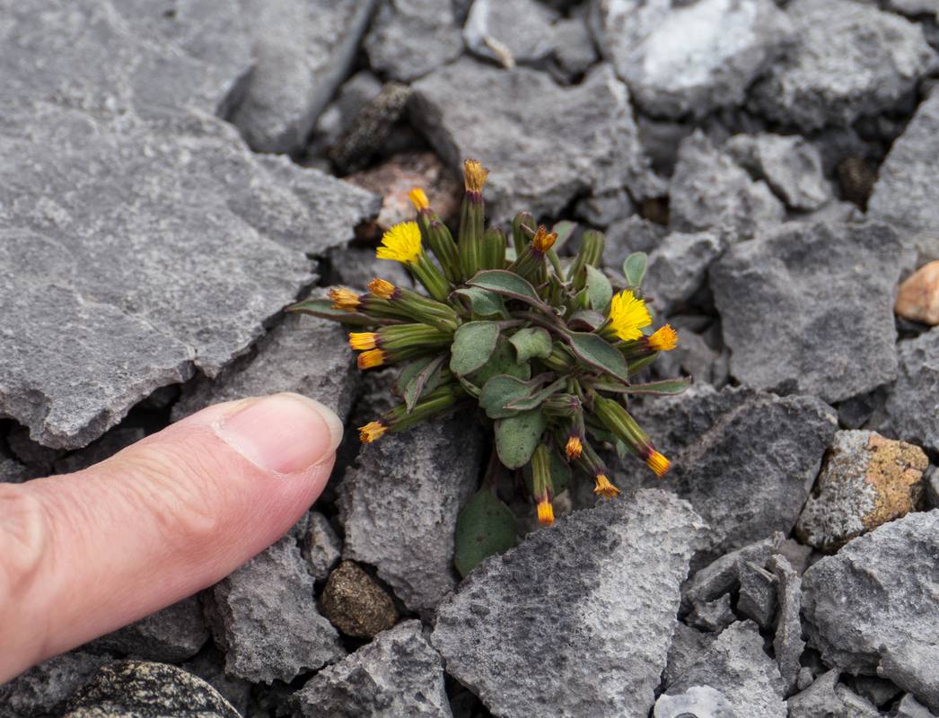 July 11, 2012 - Burnt Cape Ecological Reserve, Newfoundland, Canada.