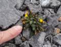 July 11, 2012 - Burnt Cape Ecological Reserve, Newfoundland, Canada.