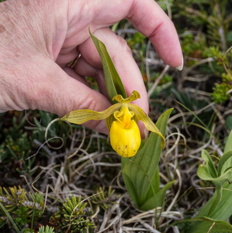 Lady slipper.<br />July 11, 2012 - Burnt Cape Ecological Reserve, Newfoundland, Canada.