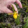 Lady slipper.<br />July 11, 2012 - Burnt Cape Ecological Reserve, Newfoundland, Canada.