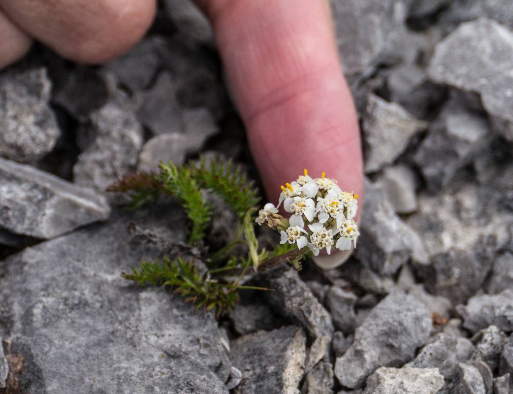 July 11, 2012 - Burnt Cape Ecological Reserve, Newfoundland, Canada