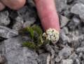 July 11, 2012 - Burnt Cape Ecological Reserve, Newfoundland, Canada