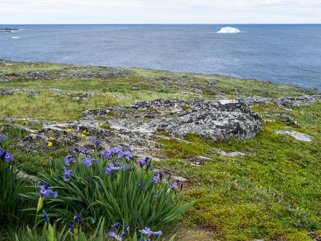 July 11, 2012 - Great Brehat, Newfoundland, Canada.