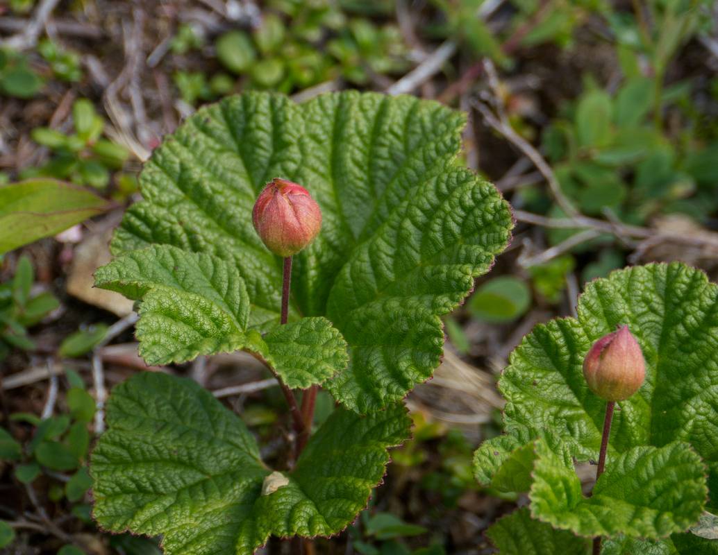 Bakeapple.<br />July 11, 2012 - Great Brehat, Newfoundland, Canada.