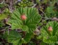 Bakeapple.<br />July 11, 2012 - Great Brehat, Newfoundland, Canada.
