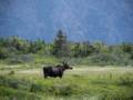 One of nine moose we saw in Newfoundland<br />July 13, 2012 - Western Brook Pond area, Gros Morne National Park, Newfoundland, Canada.