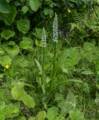 July 13, 2012 - Western Brook Pond area, Gros Morne National Park, Newfoundland, Canada.