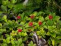 Bunchberries.<br />July 13, 2012 - Western Brook Pond area, Gros Morne National Park, Newfoundland, Canada.