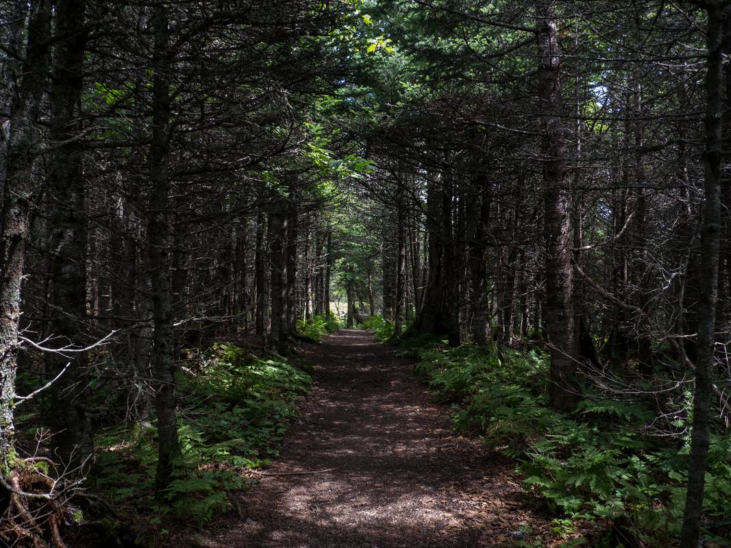July 13, 2012 - Western Brook Pond area, Gros Morne National Park, Newfoundland, Canada.