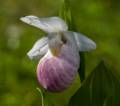 Along Baker's Brook Falls trail.<br />July 14, 2012 - Gros Morne National Park, Newfoundland, Canada.