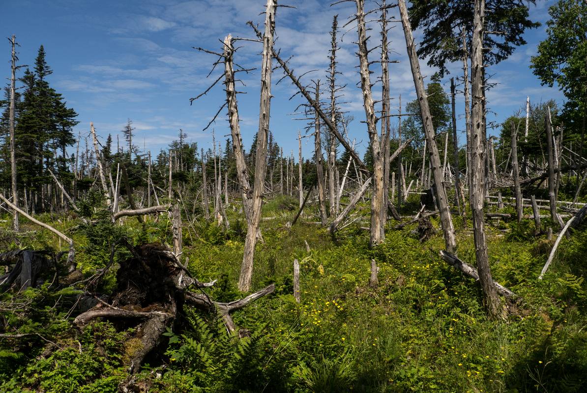 Along Baker's Brook Falls trail.<br />July 14, 2012 - Gros Morne National Park, Newfoundland, Canada.