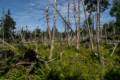 Along Baker's Brook Falls trail.<br />July 14, 2012 - Gros Morne National Park, Newfoundland, Canada.