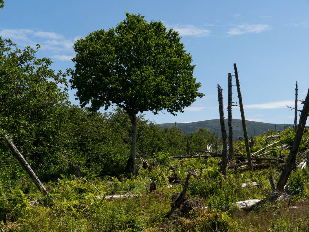 Along Baker's Brook Falls trail.<br />July 14, 2012 - Gros Morne National Park, Newfoundland, Canada.