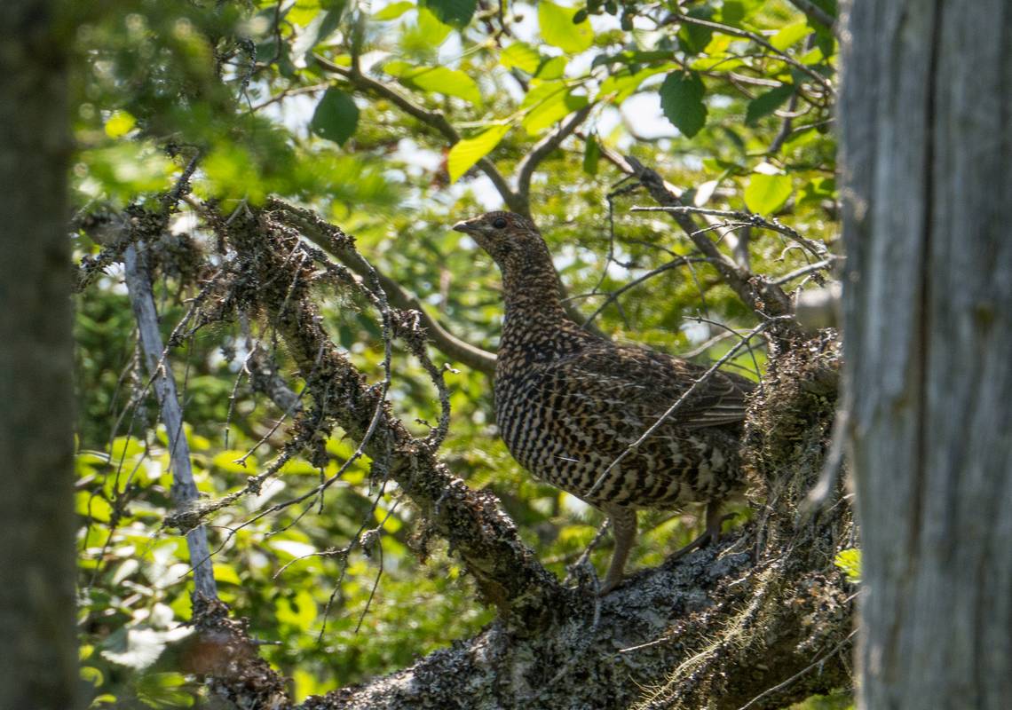 Along Baker's Brook Falls trail.<br />July 14, 2012 - Gros Morne National Park, Newfoundland, Canada.