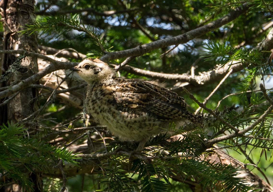 Along Baker's Brook Falls trail.<br />July 14, 2012 - Gros Morne National Park, Newfoundland, Canada.