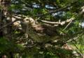Along Baker's Brook Falls trail.<br />July 14, 2012 - Gros Morne National Park, Newfoundland, Canada.
