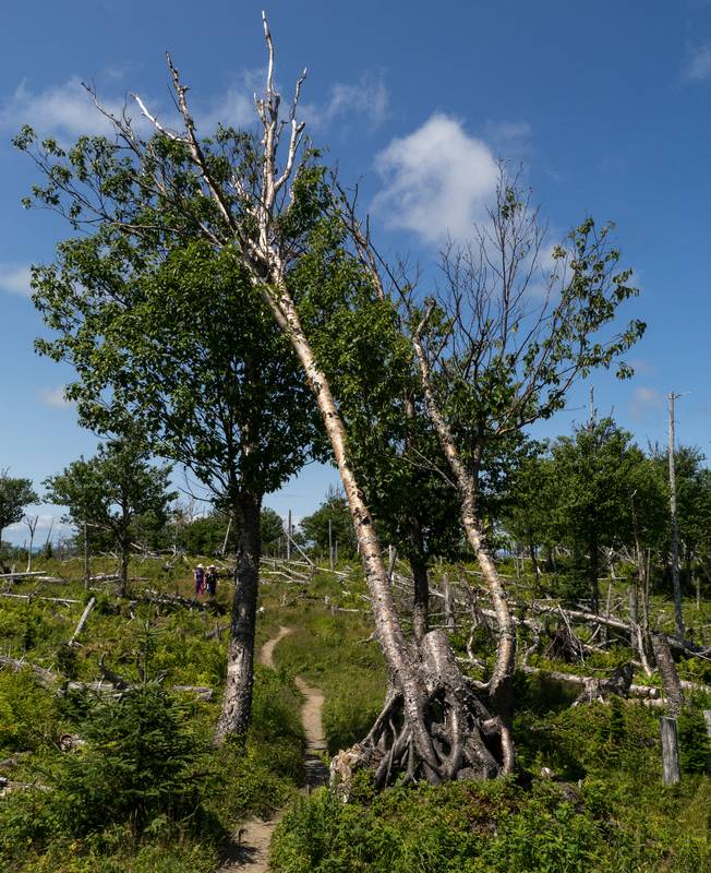 Along Baker's Brook Falls trail.<br />July 14, 2012 - Gros Morne National Park, Newfoundland, Canada.