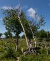 Along Baker's Brook Falls trail.<br />July 14, 2012 - Gros Morne National Park, Newfoundland, Canada.