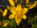 St. Mary's Church Botanical Walk.<br />July 14, 2012 - Cow Head, Newfoundland, Canada.