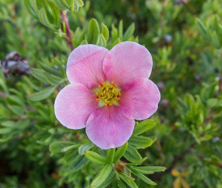St. Mary's Church Botanical Walk.<br />July 14, 2012 - Cow Head, Newfoundland, Canada.