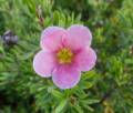 St. Mary's Church Botanical Walk.<br />July 14, 2012 - Cow Head, Newfoundland, Canada.