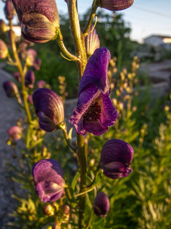 St. Mary's Church Botanical Walk.<br />July 14, 2012 - Cow Head, Newfoundland, Canada.