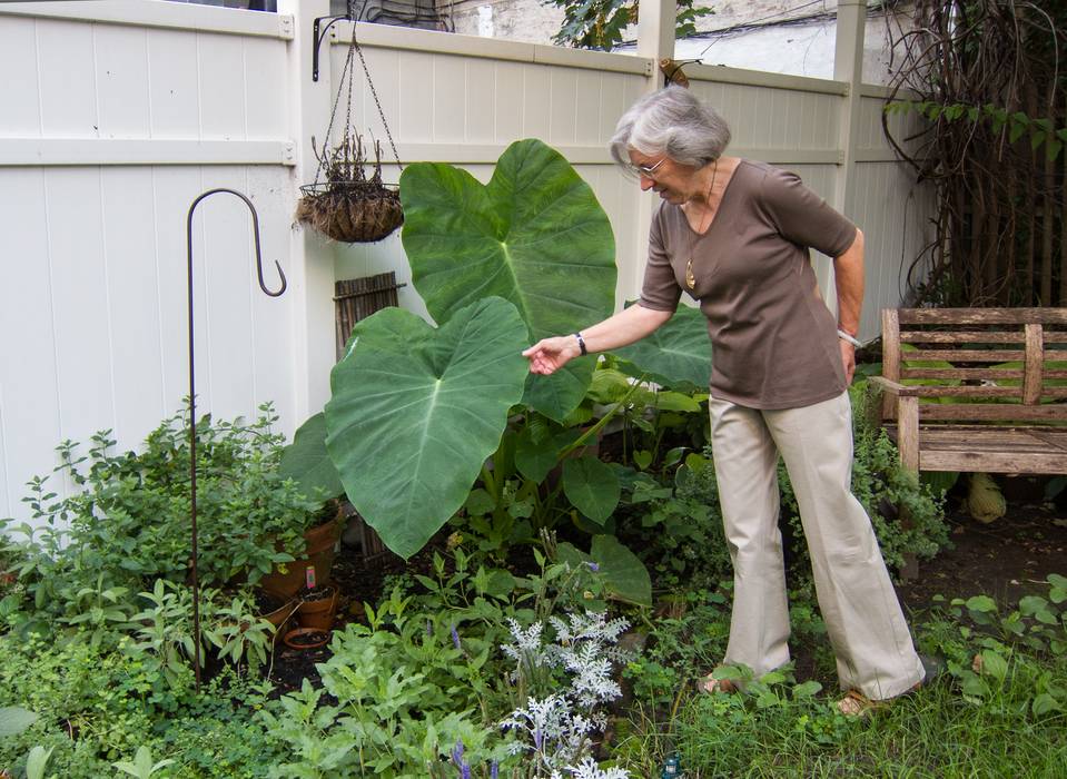 Joyce in the back yard.<br />August 3, 2012 - Apartment on Cumberland Street, Brooklyn, New York.
