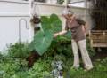 Joyce in the back yard.<br />August 3, 2012 - Apartment on Cumberland Street, Brooklyn, New York.